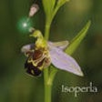 Icon of program: Orchid Id - The British O…