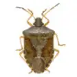 Icon of program: Stink Bug Scout