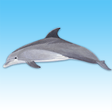 Icono de programa: Dolphin sounds