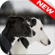 Icon of program: Greyhound Wallpapers