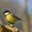 Icon of program: Birds of Britain HD