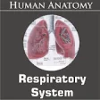 Icon of program: Respiratory System