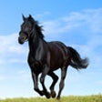 Icon of program: Horses for iPhone