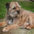 Icon of program: Border Terrier Dogs Wallp…