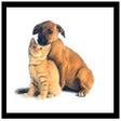 Icono de programa: Pet Numerology