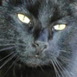 Icon of program: Virtual Purring Cat