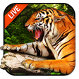 Icono de programa: 3D Tiger Live Wallpaper 2…