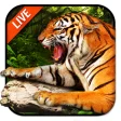 Icon of program: 3D Tiger Live Wallpaper 2…