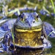 Icon of program: Bull Frog Sound Effects -…
