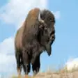 Icon of program: Buffalo Bison Sounds - Th…