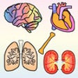 Icon of program: Body Organs 4 Kids - for …
