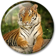 Icon of program: Animals HD Live Wallpaper