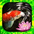 KOI Fish Live Wallpaper : New fish Wallpaper 2020 icon
