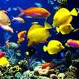Icono de programa: Fish Wallpapers HD for Wi…
