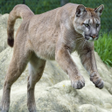 Icon of program: Puma Live Wallpaper