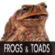 Icon of program: Cute Frog Pictures