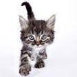 Icon of program: Cat and Kitty! Adorable c…