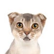 Icon of program: Talking Cat 2