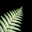 Icon of program: New Zealand Nature Sounds
