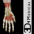 Icon of program: Hand and Wrist Pro III wi…
