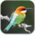 Icon of program: World Birds Sounds Free