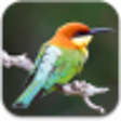 Icono de programa: World Birds Sounds Free