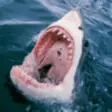 Icon of program: Real Fish Shark Rapala Hu…
