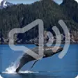 Icon of program: Whale Sounds Ringtone