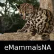 Icon of program: Mammals of North, Central…