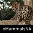 Icon of program: Mammals of North, Central…
