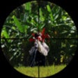 Icon of program: Shooter X1