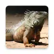 Icon of program: Iguana Walpaper HD