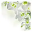 Icon of program: White Flowers Live Wallpa…