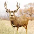 Icon of program: Deer Calls - Hunting Soun…