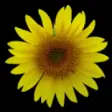 Icon of program: Sunflower LW Free + weath…