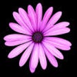 Icon of program: Southwest Plant Selector