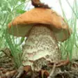 Icon of program: Mushrooms Encyclopedia Pr…