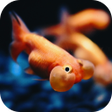 Icono de programa: 3D Fishes Video Live Wall…