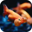 Icon of program: 3D Fishes Video Live Wall…
