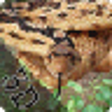 Icono de programa: Anconda Simulator Jungle …