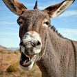Icono de programa: Donkey Sounds