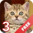 Icon of program: Cats sounds - evil angry …