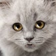 Icon of program: Talking Sad Cat