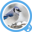 Icono de programa: Bird Sounds Free Ringtone…