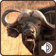 Icon of program: Buffalo Sounds