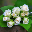 Icono de programa: White Rose Live Wallpaper…