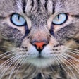 Icon of program: Cat Sounds & Tail Talk - …