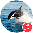Icono de programa: Killer Whale sounds