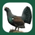 Icon of program: Eastern Europe Birds