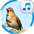 Icon of program: Nightingale Sounds